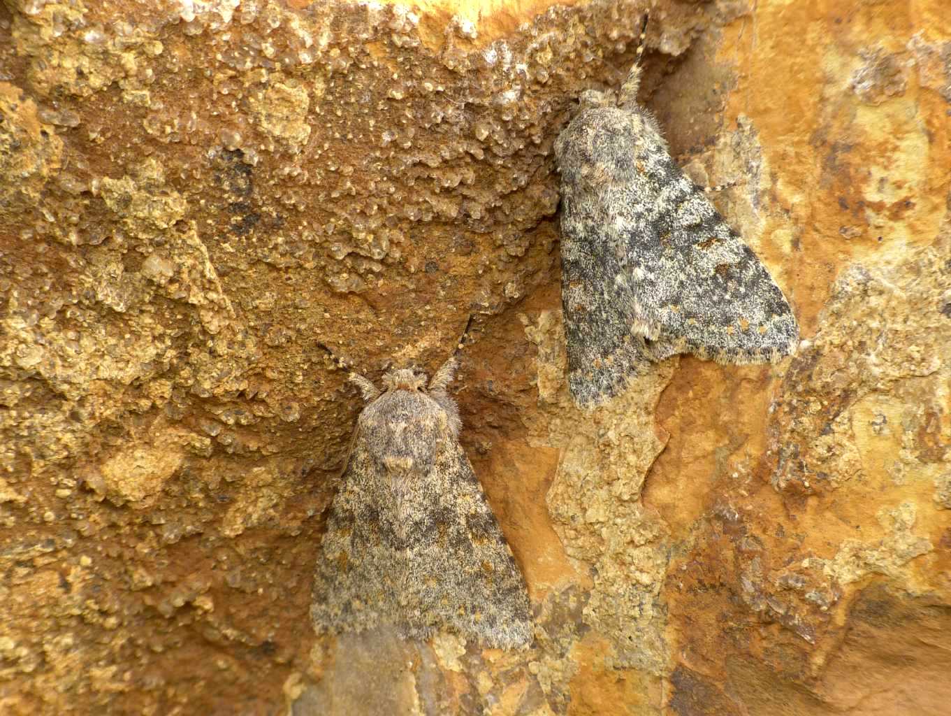 Farfalle al sole su una pietra: Polymixis rufocincta